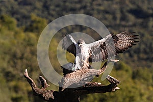 Bonelli`s Eagle with its prey on its perch