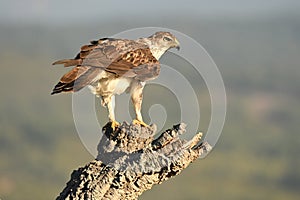 Bonelli's eagle in the mountains of Extremadura.