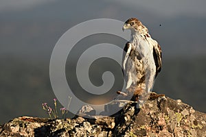 Bonelli's eagle in the mountains of Extremadura. Extremadura.Spain