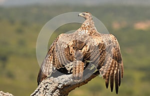 Bonelli`s eagle observes from her innkeeper in the field