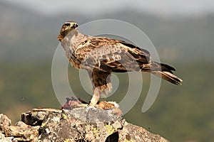 Bonelli`s eagle observes from her innkeeper in the field photo