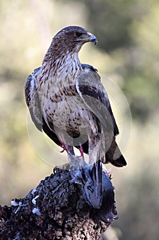 Bonelli`s eagle photo