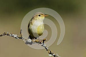 Bonelli's Warbler,( Phylloscopus bonelli )