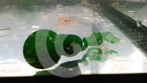 Bonellia viridis, the green spoonworm, echiura