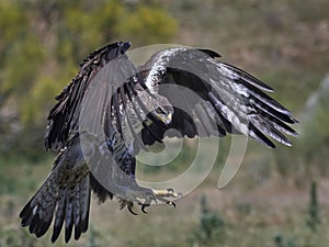 Bonellis eagle Aquila fasciata