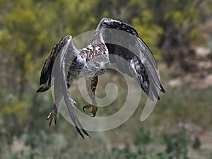 Bonellis eagle Aquila fasciata