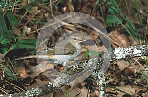 Bonellis warbler, Phylloscopus bonelli