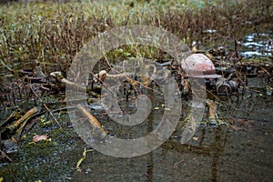 Bones, animal`s remains, construction helmet and gas mask in the mud in Chernobyl ghost town