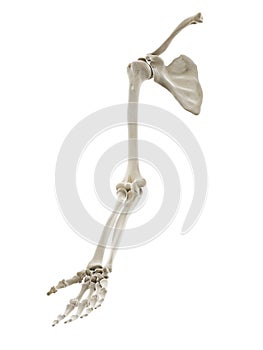 The bones of the arm