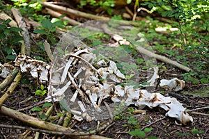 Bones from an Elk on forest floor