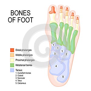 Bones of foot