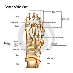 Bones the of foot