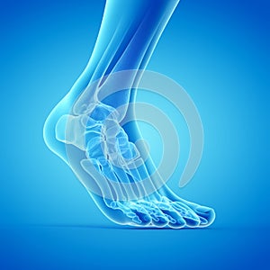 the bones of the foot