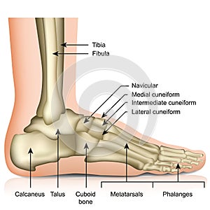 Bones of the foot and ankle joint medical vector illustration isolated on white background