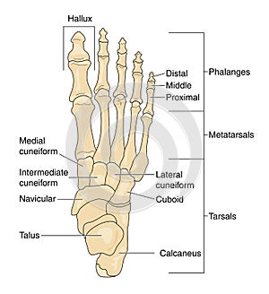 Bones of the foot, labeled