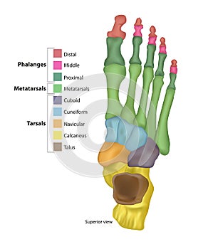 Bones of the Foot .Tarsals or tarsus, Metatarsals, Phalanges photo