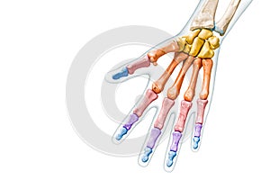 Bones groups of the hand and fingers labeled with colors with body 3D rendering illustration isolated on white with copy space.