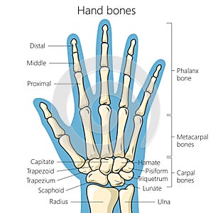 Bones of the hand schematic diagram