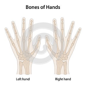 Bones of hands, dorsal (posterior) view