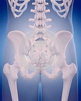 Bones of the hip
