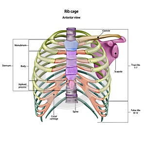 Bones of the human chest. Rib cage bones with the name and description of all sites. Anterior view. Human anatomy.