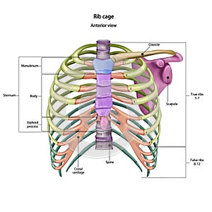 Bones of the human chest. Rib cage bones with the name and description of all sites. Anterior view. Human anatomy. photo
