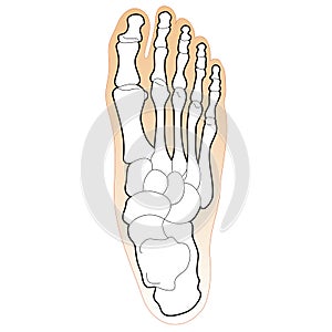 Bones of the Human Foot