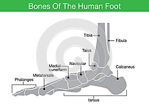 Bones of the human foot photo