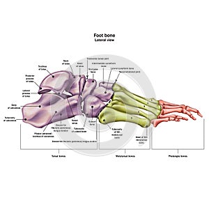 Bones of the human foot with the name and description of all sites. Lateral view. Human anatomy.