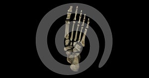 Bones of human foot in rotation over black background seem from bottom