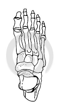 Bones of the human foot, vector hand drawn illustration isolated on a white background