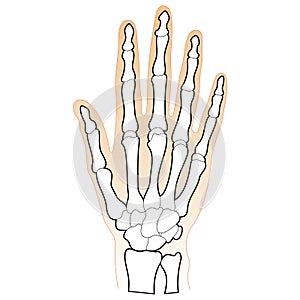 Bones of the Human Hand