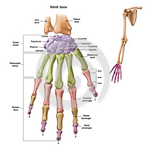 Bones of the human hand with the name and description of all sites. Human anatomy.