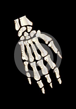 Bones of the Human Hand