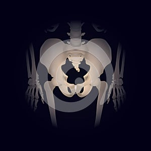 bones of human hip joint. Vector illustration decorative background design