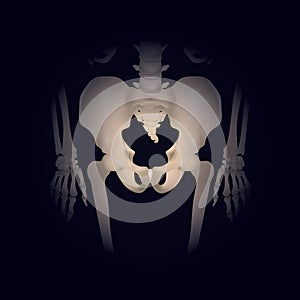 bones of human hip joint. Vector illustration decorative design