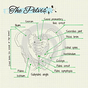 Bones of the human pelvis