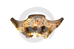 Bones isolated on white background