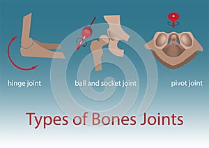 Bones joints