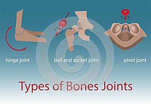 Bones joints photo