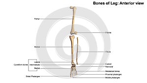 Bones of Leg Anterior view