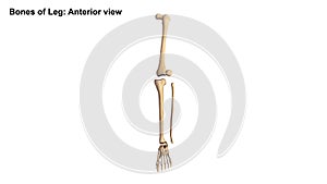 Bones of Leg Anterior view