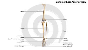 Bones of Leg Anterior view photo