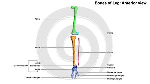 Bones of Leg Anterior view photo
