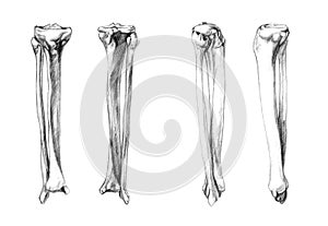 Bones of leg (fibula, tibia)