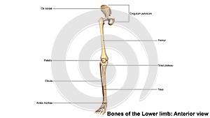 Bones of the Lower limb anterior view