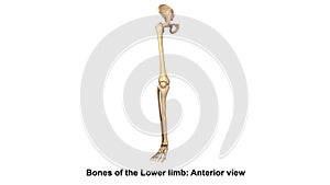 Bones of the Lower limb Anterior view