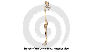 Bones of the Lower limb Anterior view photo