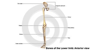 Bones of the Lower limb anterior view photo