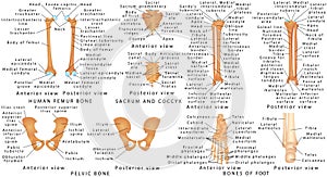 Bones of lower limb of human.